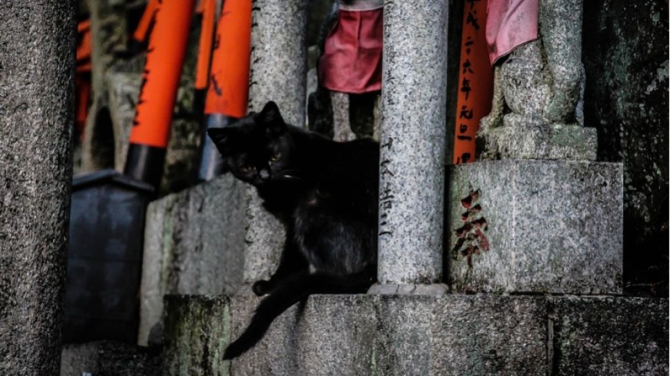 Kucing Hitam dalam Budaya Populer