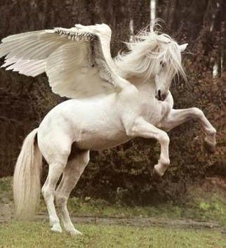 Pegasus