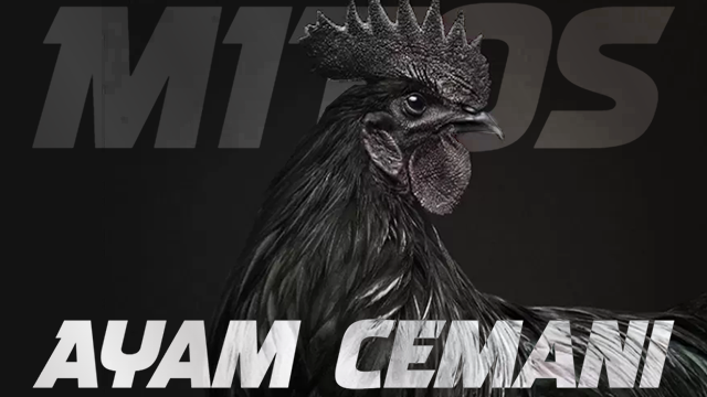 Mitos Ayam Cemani