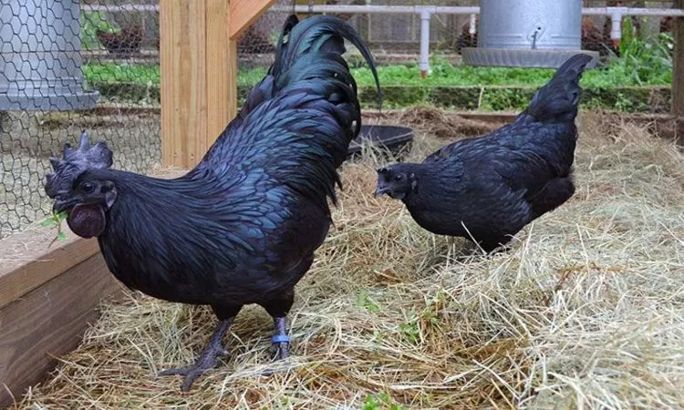 Mitos Ayam Cemani